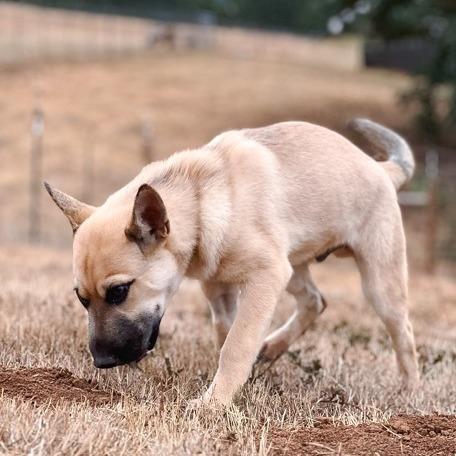 Enlarge Harvo, a Adoptable mixed breed in Golden, CO image 2/6