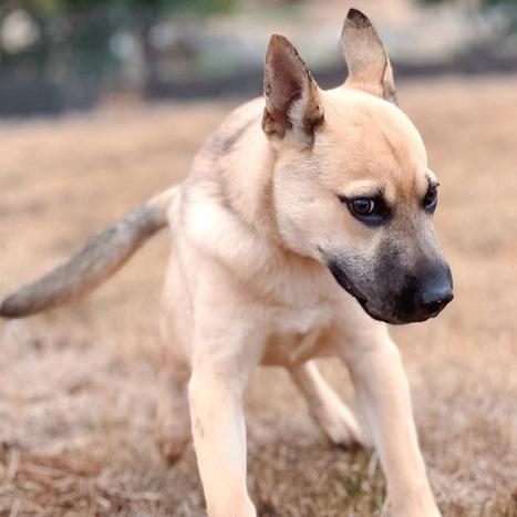 Enlarge Harvo, a Adoptable mixed breed in Golden, CO image 3/6