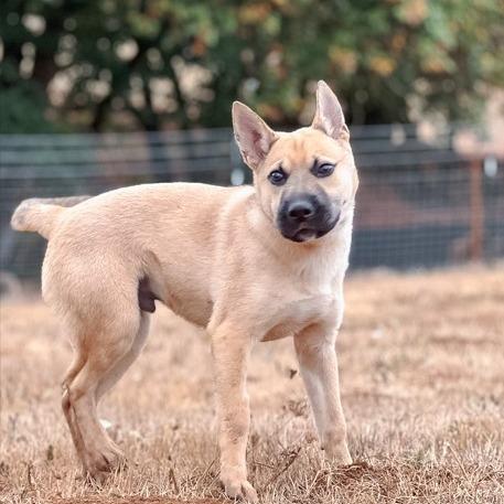 Enlarge Harvo, a Adoptable mixed breed in Golden, CO image 4/6
