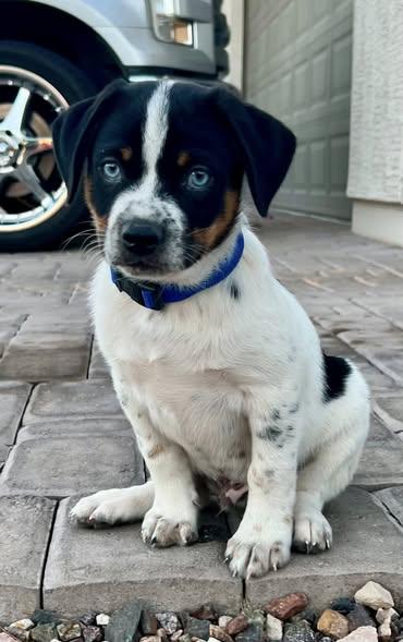 Frankie (a/k/a Blue)