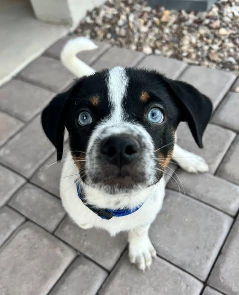 Frankie (a/k/a Blue)
