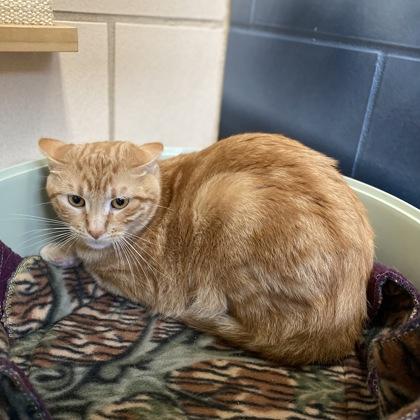 Hercules, Adoptable, Young Male Domestic Short Hair & Domestic Short Hair.