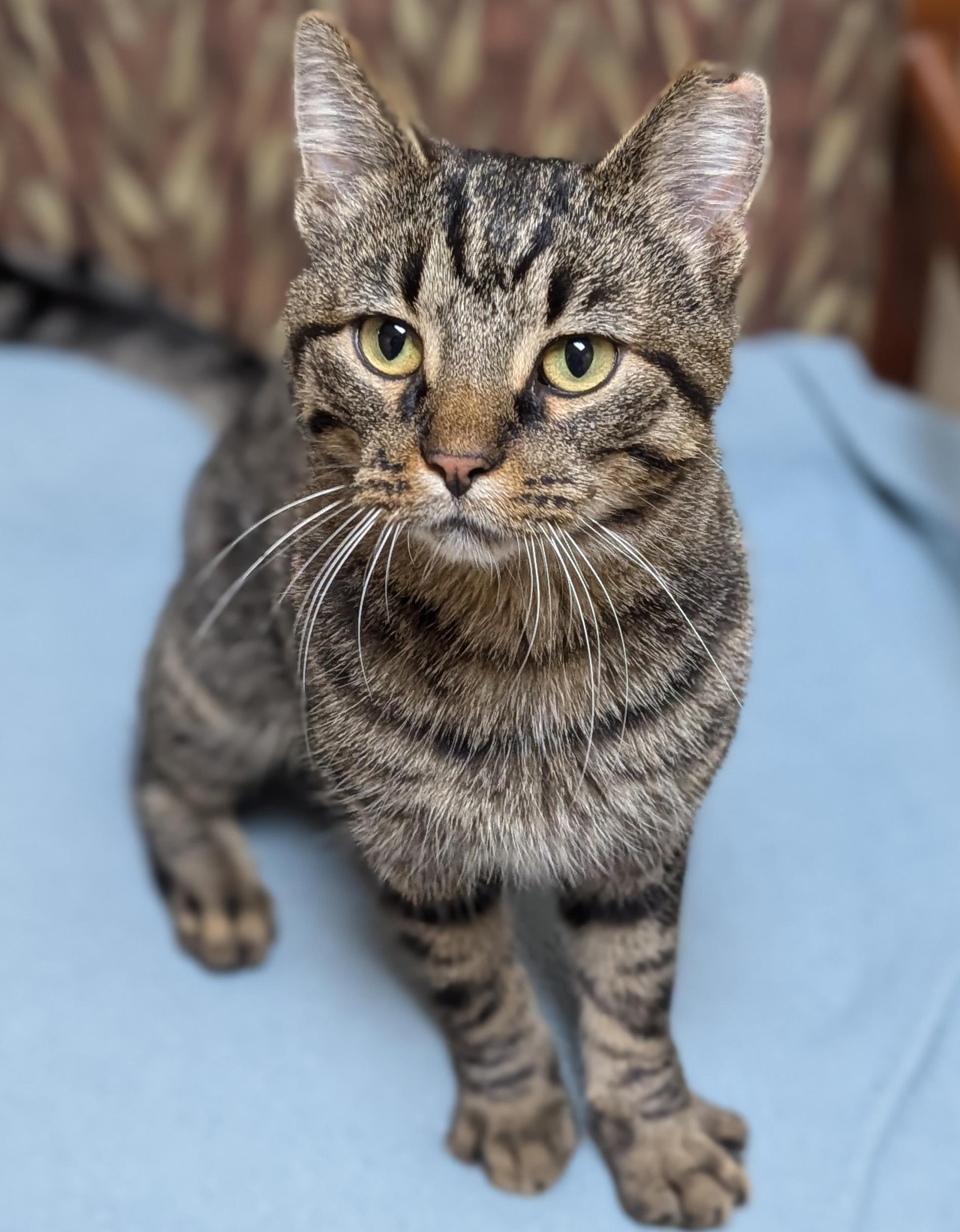 Enlarge Jo Church, a Adoptable Domestic Short Hair in Madison, WI image 3/3
