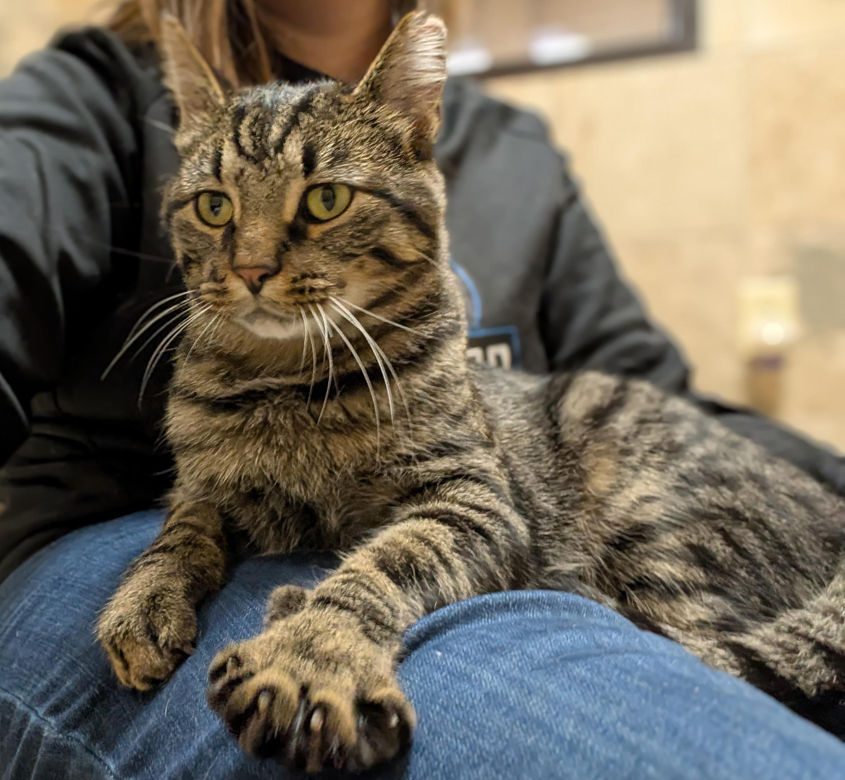 Enlarge Jo Church, a Adoptable Domestic Short Hair in Madison, WI image 2/3