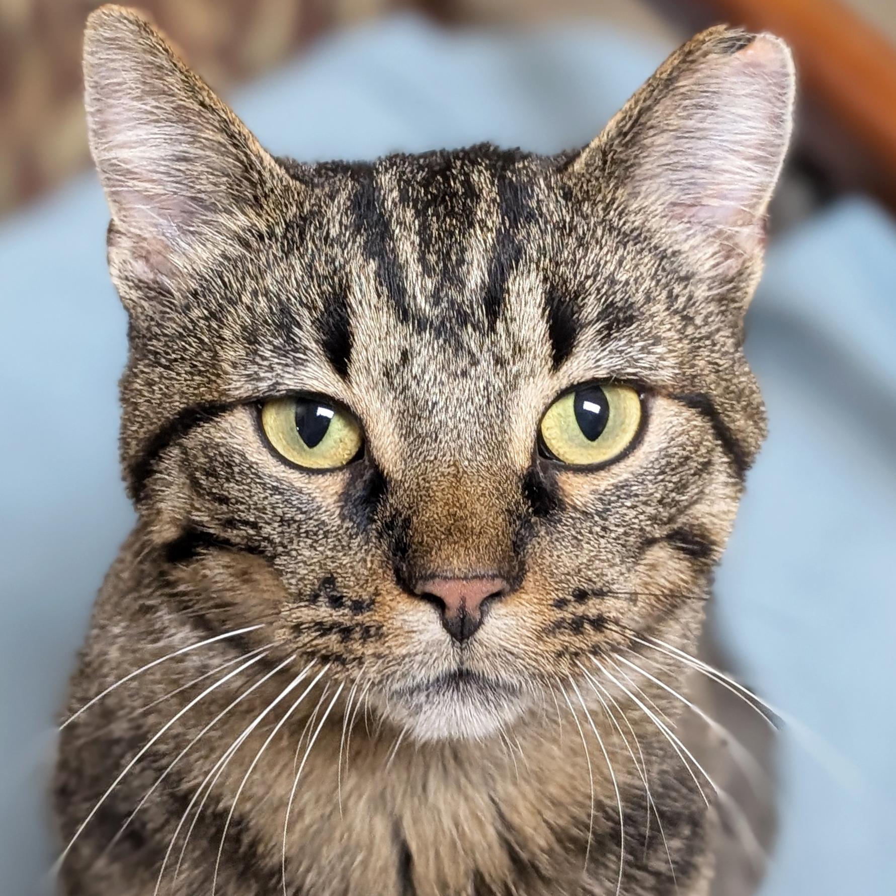 Jo Church, Adoptable, Adult Male Domestic Short Hair.