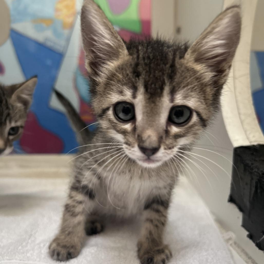 Hopscotch, Adoptable, Kitten Male Domestic Short Hair.