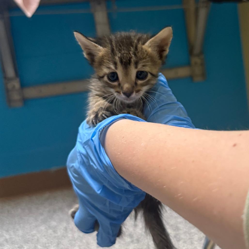 Hopscotch, a Adoptable Domestic Short Hair in Cheyenne, WY image 2/2