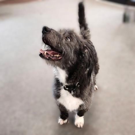 Charlie, a ADOPTABLE mixed breed in Long Beach, WA image 3/4