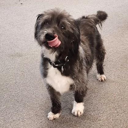 Charlie, a ADOPTABLE mixed breed in Long Beach, WA image 2/4