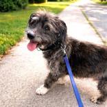 Charlie, ADOPTABLE, Senior Male Basset Hound & Scottish Terrier.