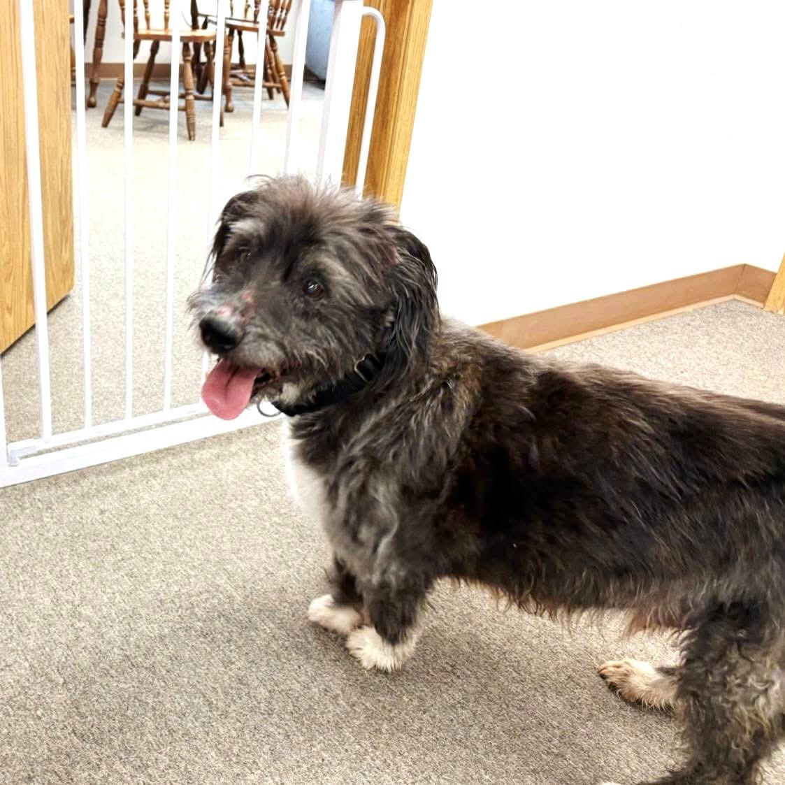 Charlie, a ADOPTABLE mixed breed in Long Beach, WA image 4/4