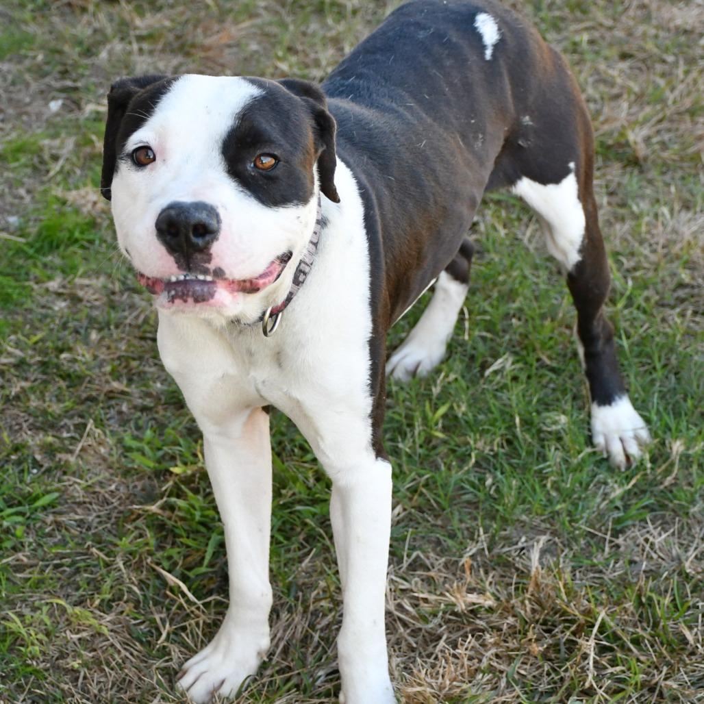 Chester, Adoptable, Adult Male Pit Bull Terrier.