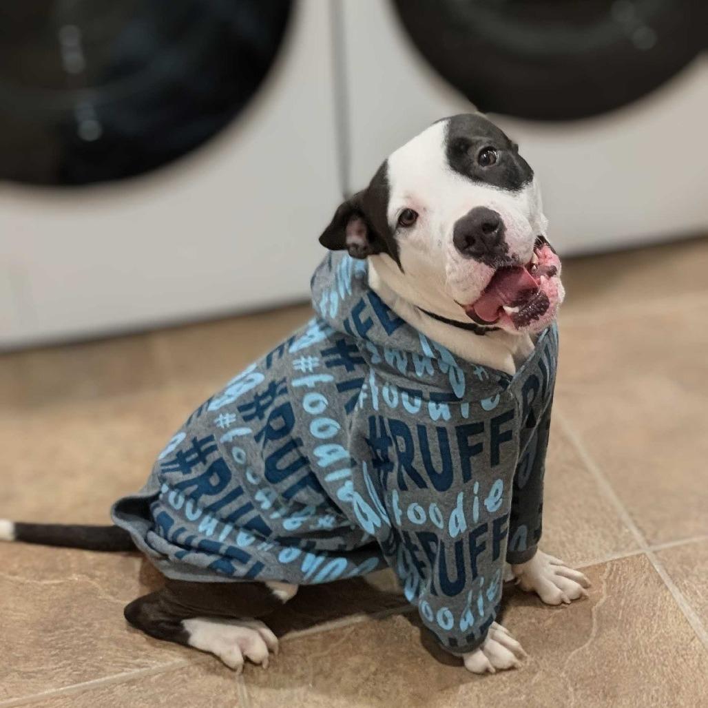 Enlarge Chester, a Adoptable Pit Bull Terrier in Beaumont, TX image 2/6