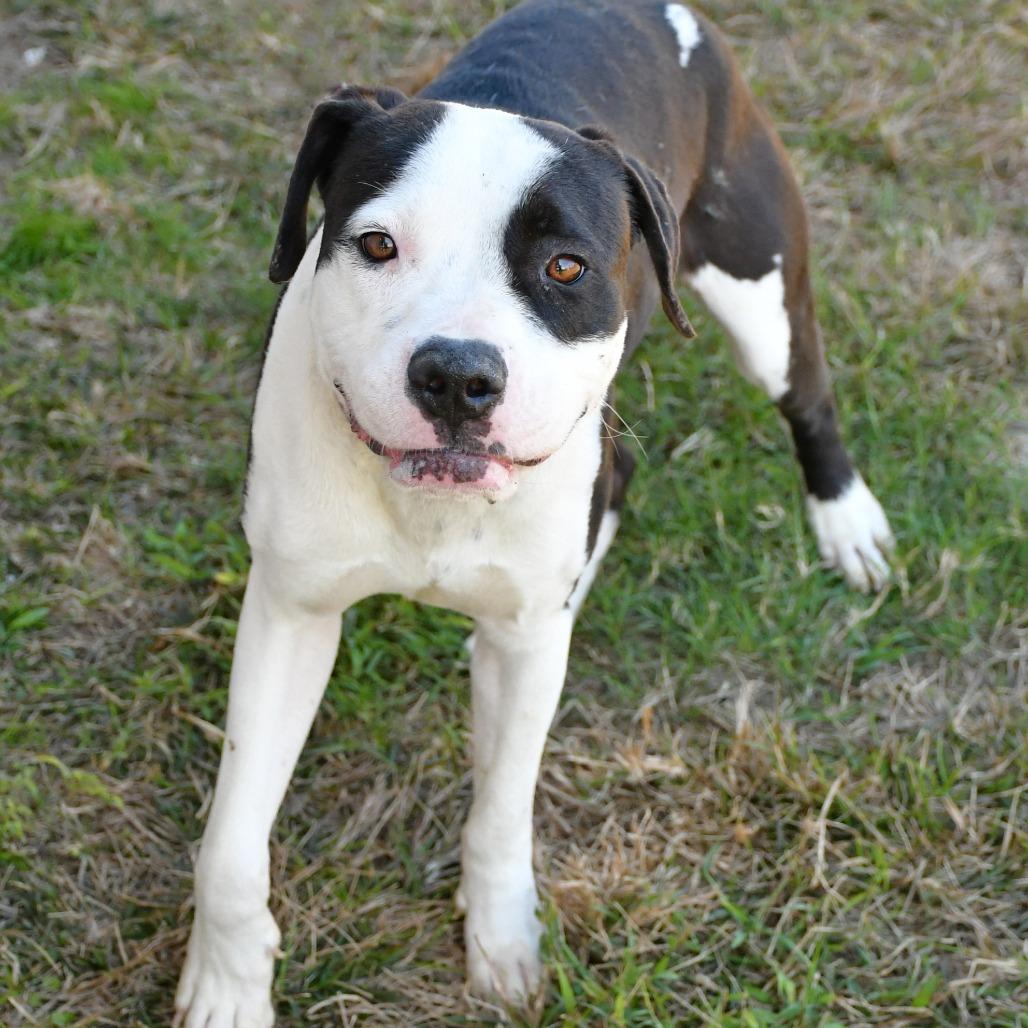 Enlarge Chester, a Adoptable Pit Bull Terrier in Beaumont, TX image 3/5