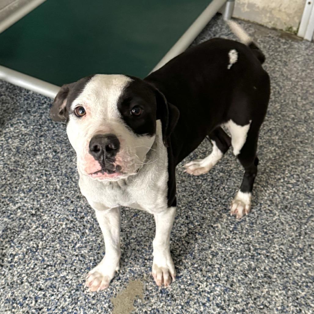 Enlarge Chester, a Adoptable Pit Bull Terrier in Beaumont, TX image 4/5