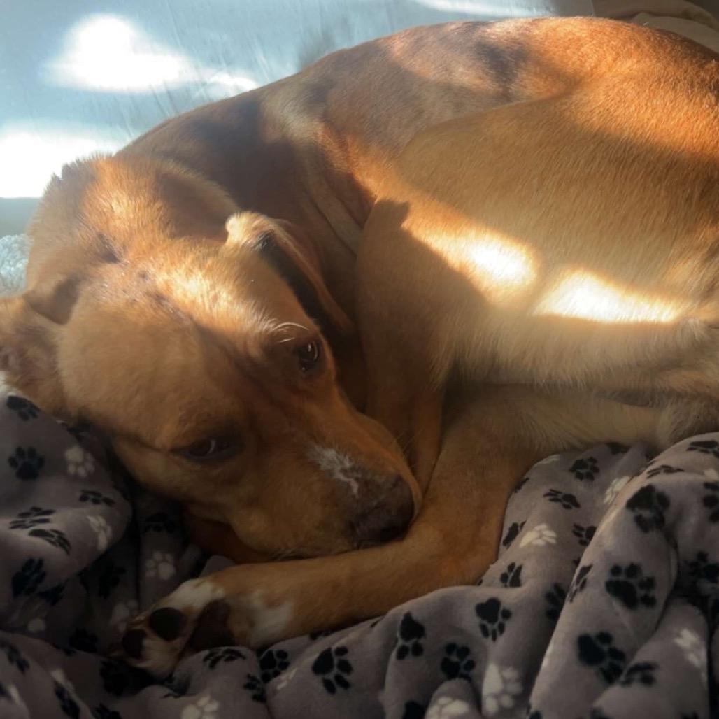 Enlarge Moxie *AVAILABLE IN FOSTER*, a Adoptable Mixed Breed in Columbiana, AL image 1/6