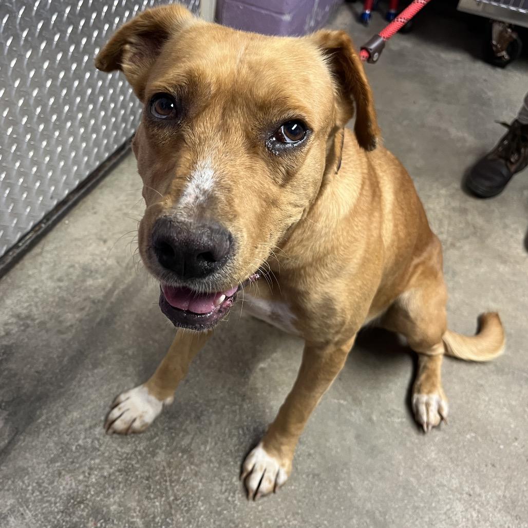 Enlarge Moxie *AVAILABLE IN FOSTER*, a Adoptable Mixed Breed in Columbiana, AL image 3/6