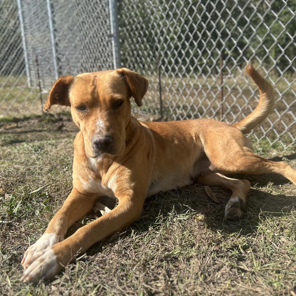 Enlarge Moxie *AVAILABLE IN FOSTER*, a Adoptable Mixed Breed in Columbiana, AL image 4/6