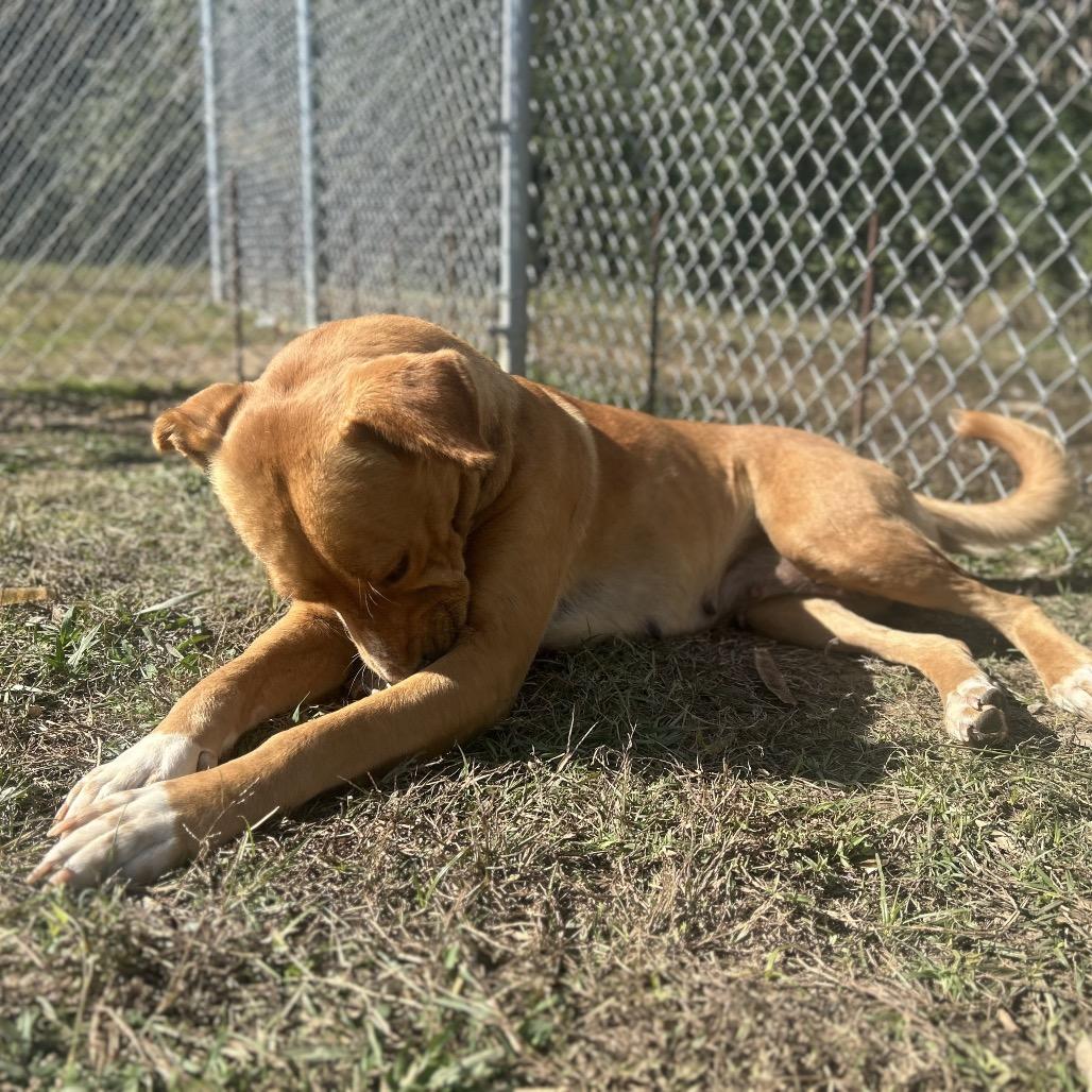 Enlarge Moxie *AVAILABLE IN FOSTER*, a Adoptable Mixed Breed in Columbiana, AL image 5/6