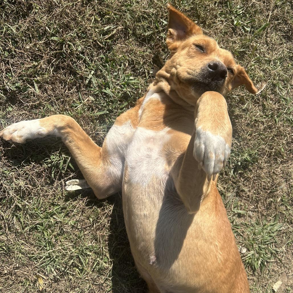 Enlarge Moxie *AVAILABLE IN FOSTER*, a Adoptable Mixed Breed in Columbiana, AL image 6/6