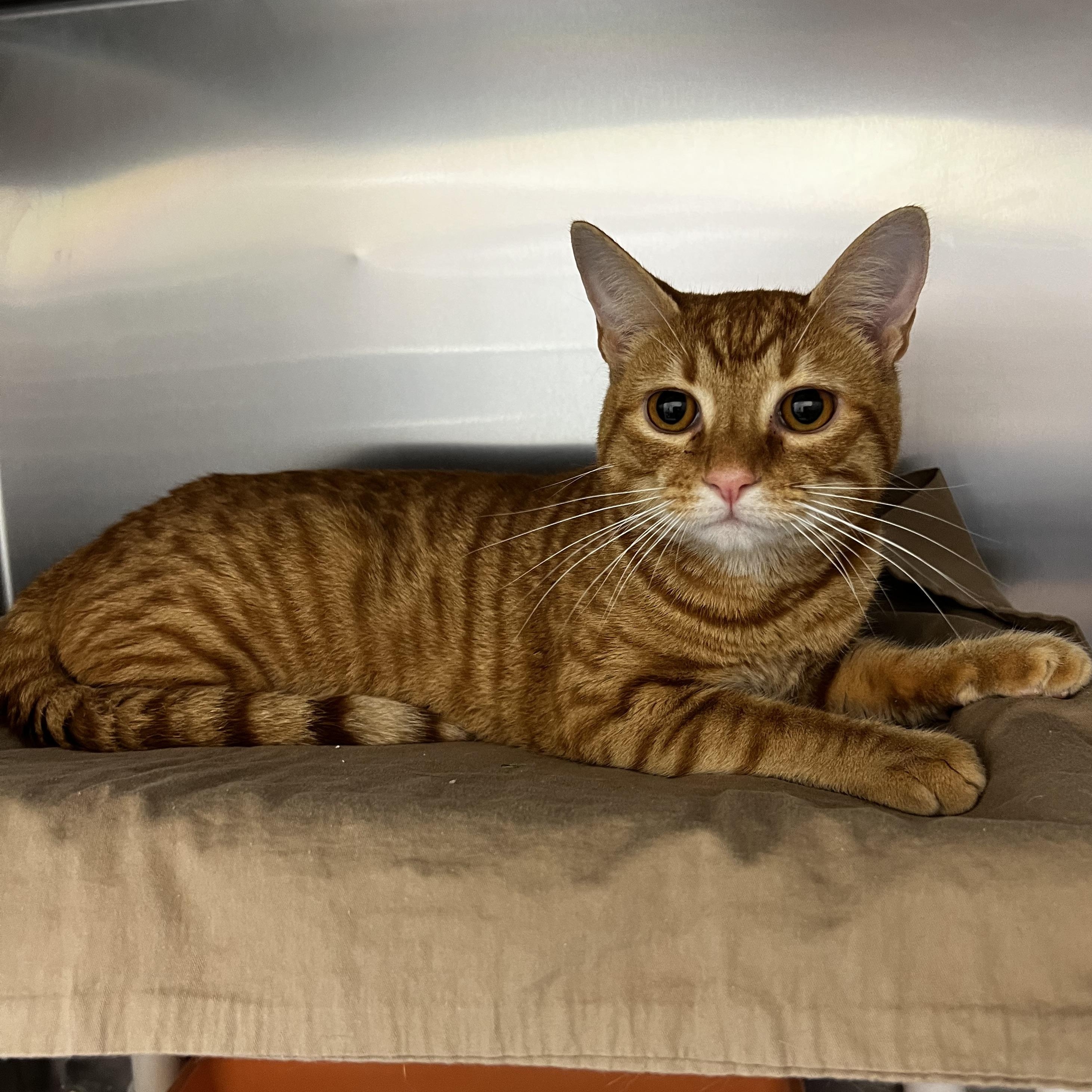 Enlarge Redish, a ADOPTABLE Domestic Short Hair in Culpeper, VA image 1/1