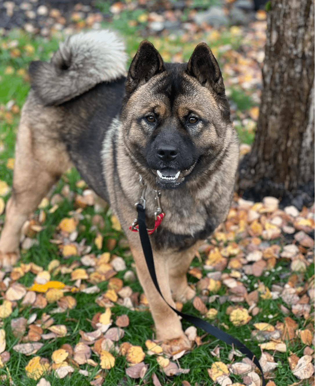 Jason Momoa, Adoptable, Adult Male Akita & Chow Chow.