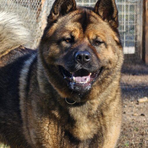 Enlarge Jason Momoa, a Adoptable mixed breed in Redmond, WA image 2/7