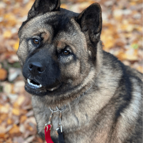 Enlarge Jason Momoa, a Adoptable mixed breed in Redmond, WA image 3/7