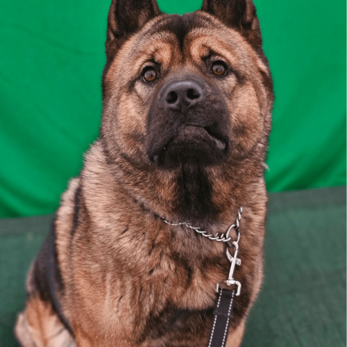 Enlarge Jason Momoa, a Adoptable mixed breed in Redmond, WA image 4/7