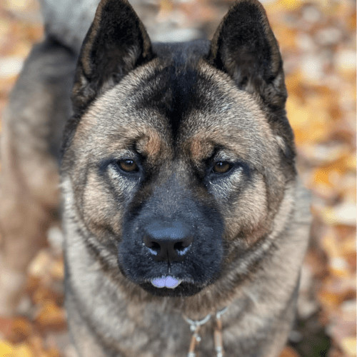 Enlarge Jason Momoa, a Adoptable mixed breed in Redmond, WA image 5/7