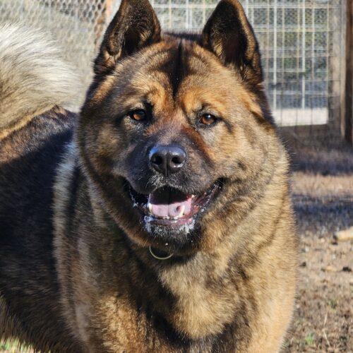Enlarge Jason Momoa, a Adoptable mixed breed in Redmond, WA image 7/7