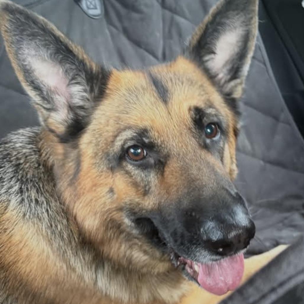 Sophie (26-193), Adoptable, Adult Female German Shepherd Dog.