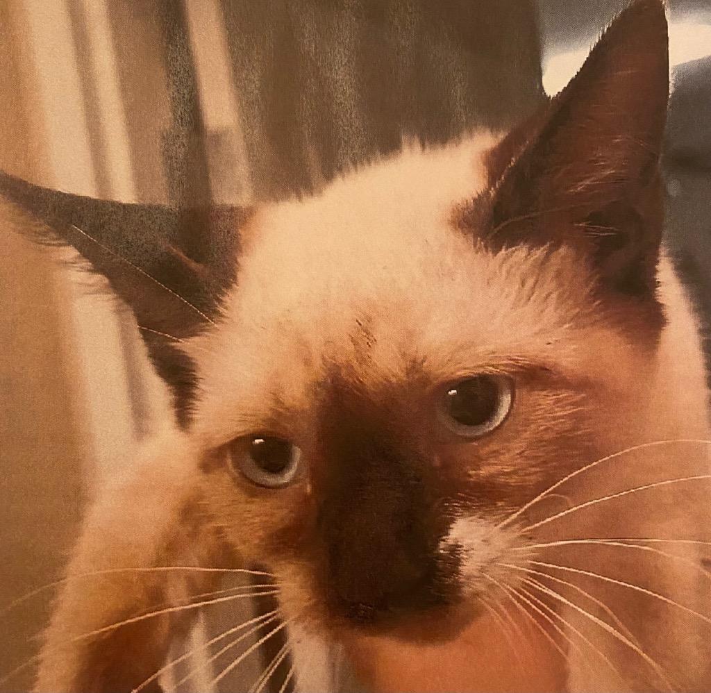 Simba FKA Donner, Adoptable, Adult Male Snowshoe & Siamese.