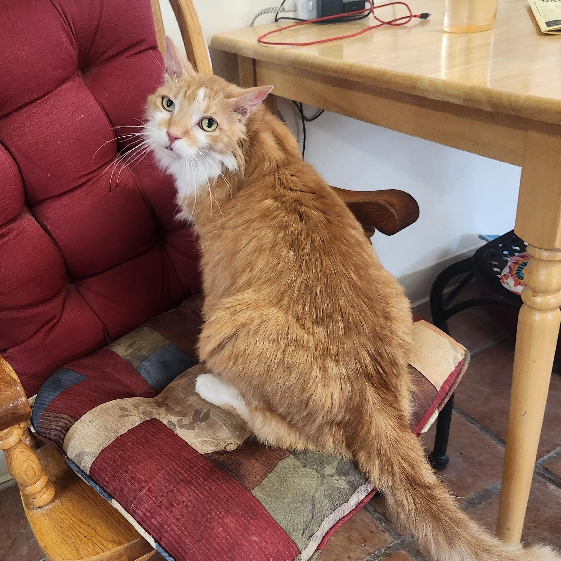 Enlarge Twinkle, an adopted Domestic Long Hair in Yarnell, AZ image 2/2