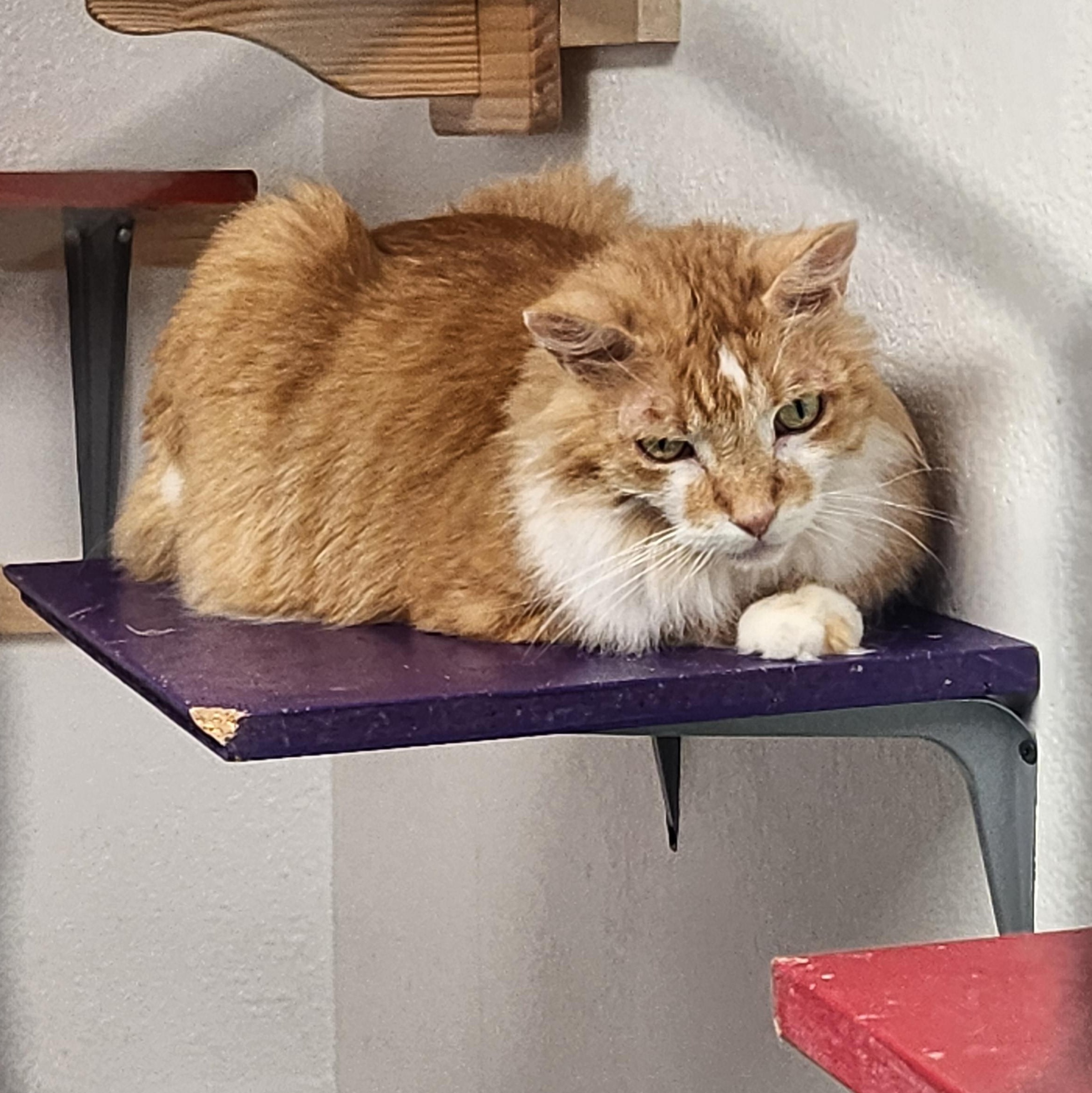 Twinkle, adopted, Senior Female Domestic Long Hair.