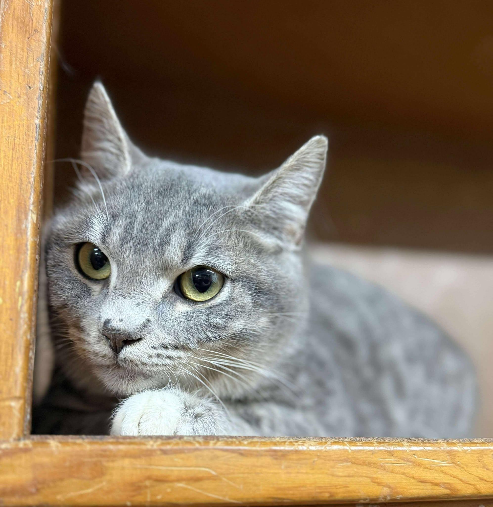 Burke — thumbnail 3