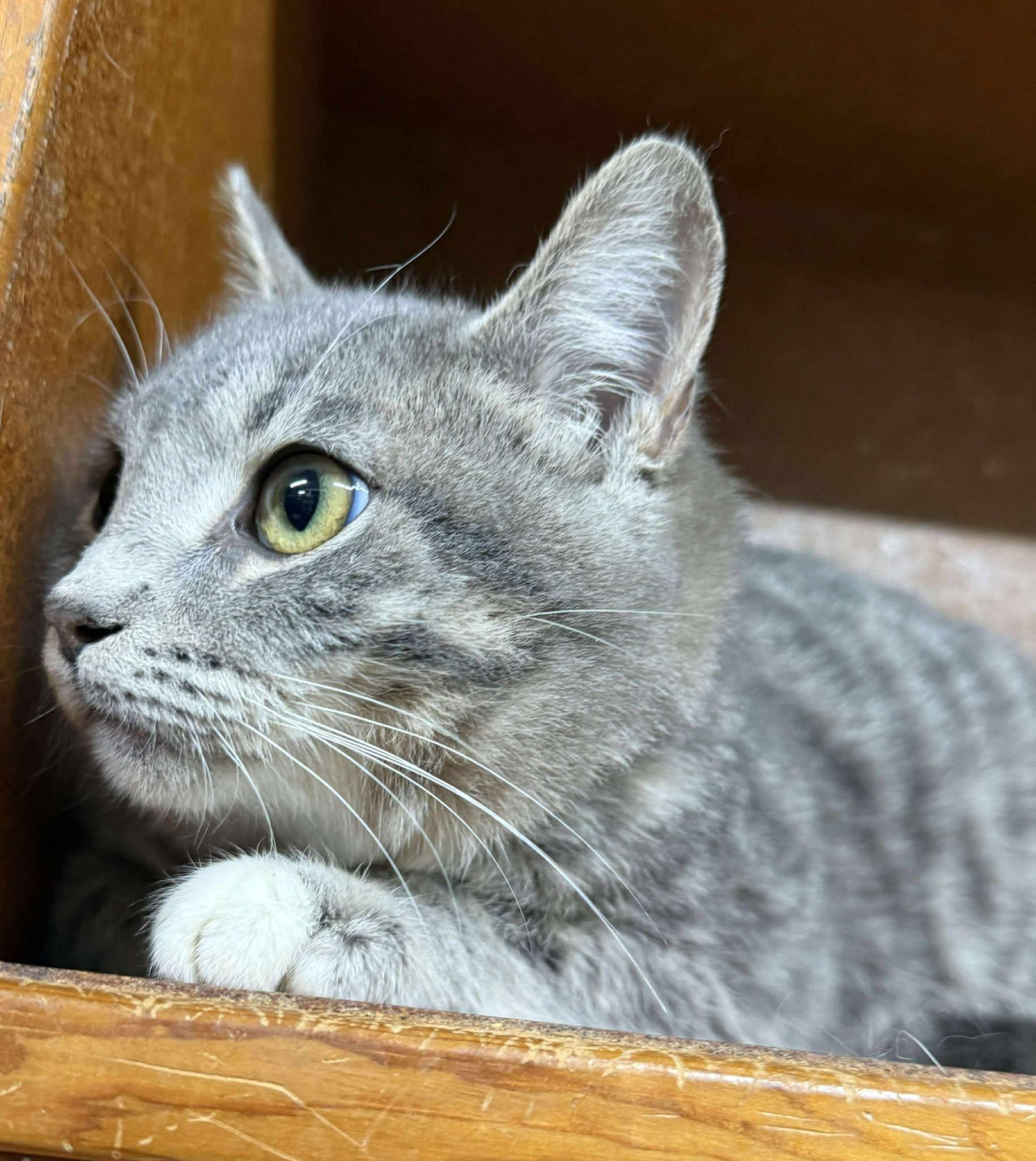 Burke — thumbnail 4