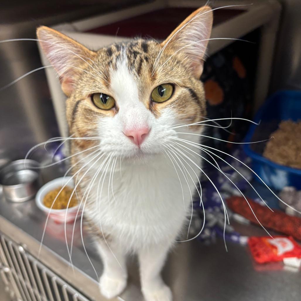 Spike, adopted, Adult Male Domestic Short Hair.