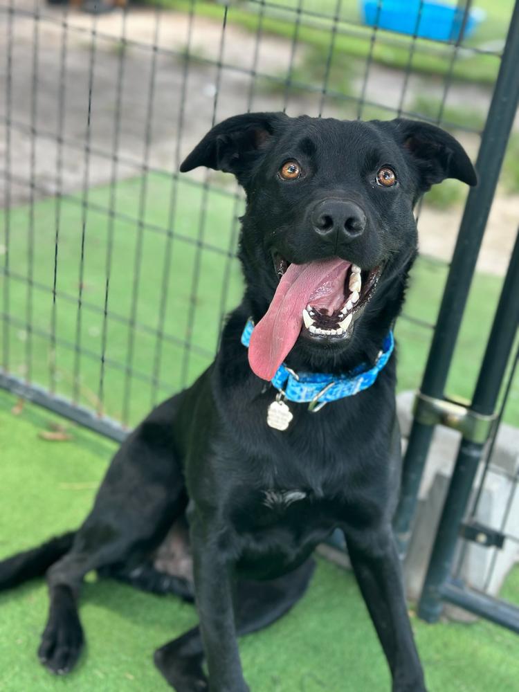 Enlarge Sam, a Adoptable mixed breed in Lakeland, FL image 3/6