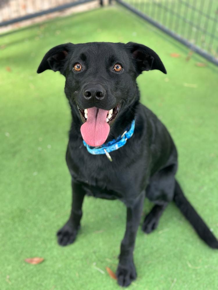 Enlarge Sam, a Adoptable mixed breed in Lakeland, FL image 4/6