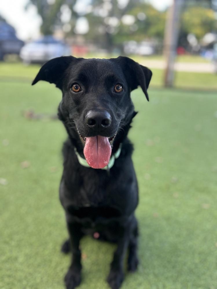Enlarge Sam, a Adoptable mixed breed in Lakeland, FL image 6/6