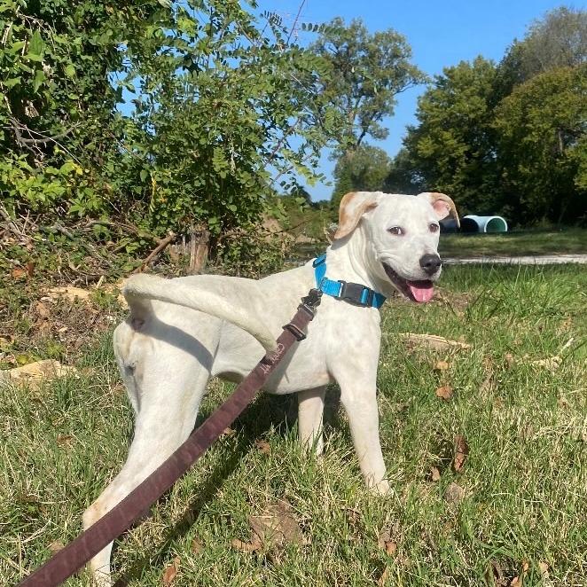 Winter, Adoptable, Adult Female Mixed Breed.