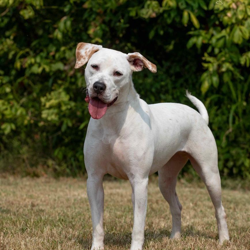 Enlarge Winter, a Adoptable Mixed Breed in Henderson, KY image 2/6
