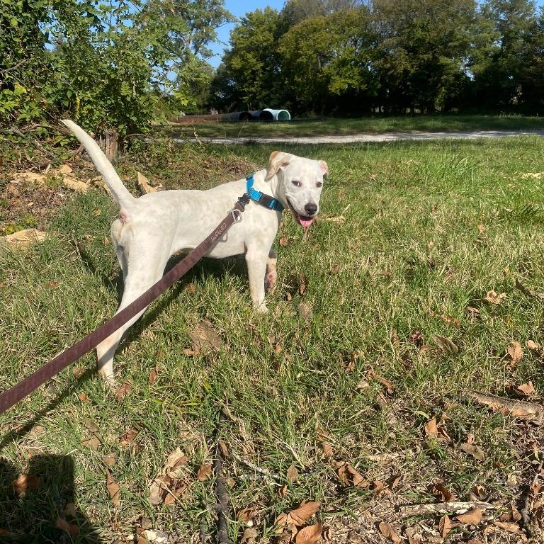Enlarge Winter, a Adoptable Mixed Breed in Henderson, KY image 3/6