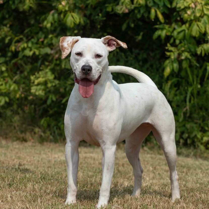 Enlarge Winter, a Adoptable Mixed Breed in Henderson, KY image 4/6