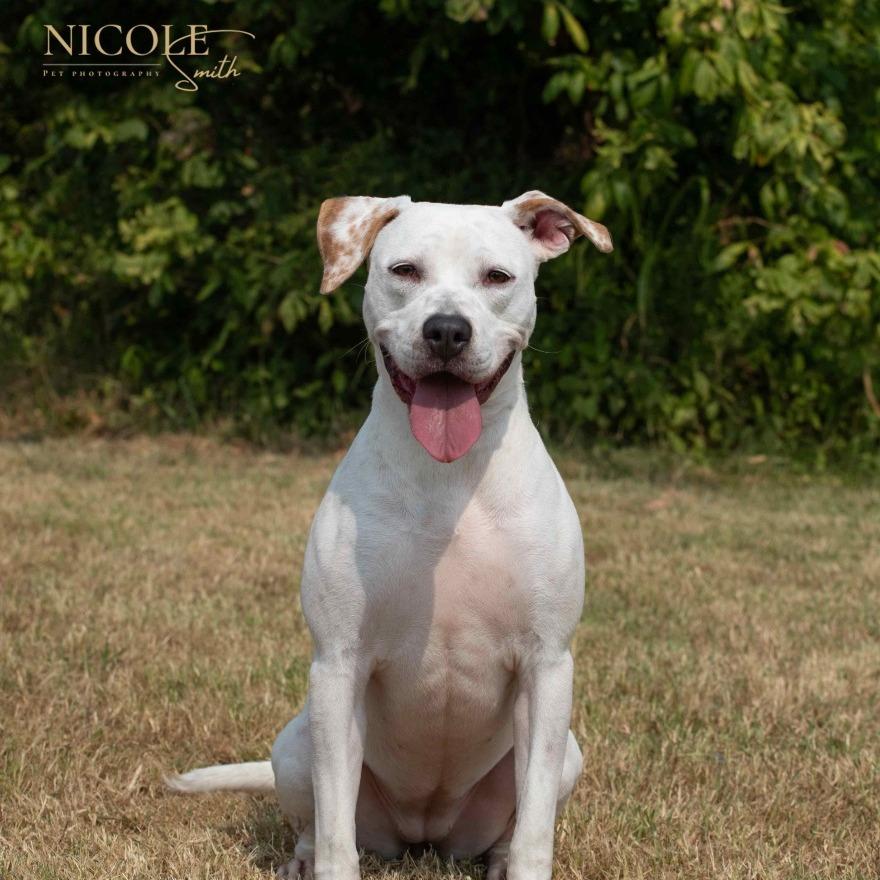 Enlarge Winter, a Adoptable Mixed Breed in Henderson, KY image 5/6
