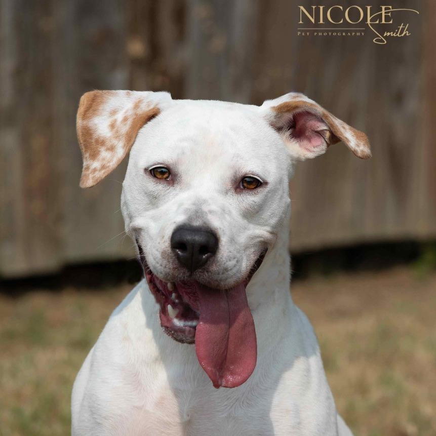 Enlarge Winter, a Adoptable Mixed Breed in Henderson, KY image 6/6