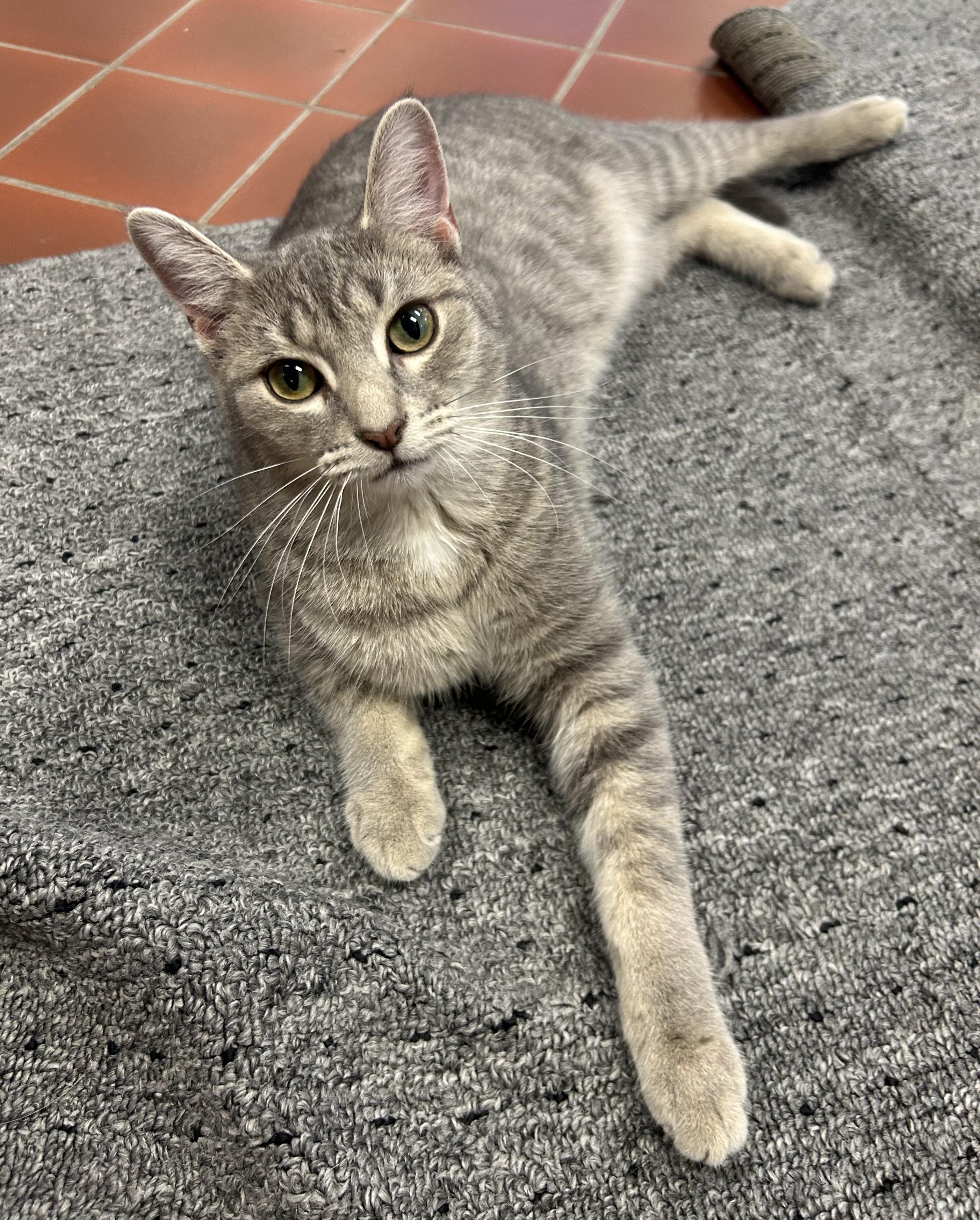 Enlarge Anya, a Adoptable Domestic Short Hair in Battle Creek, MI image 1/3