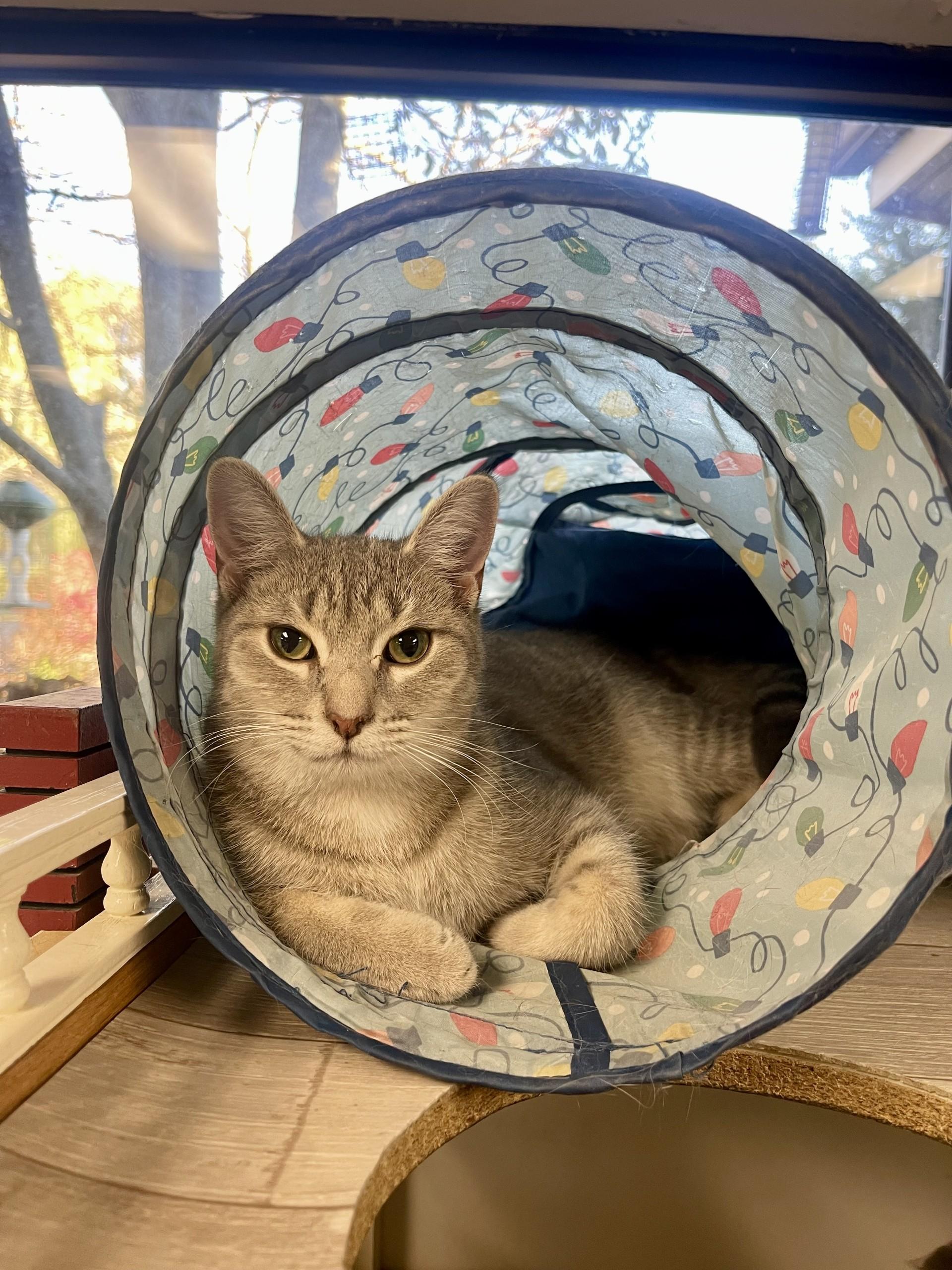 Anya, Adoptable, Young Female Domestic Short Hair.