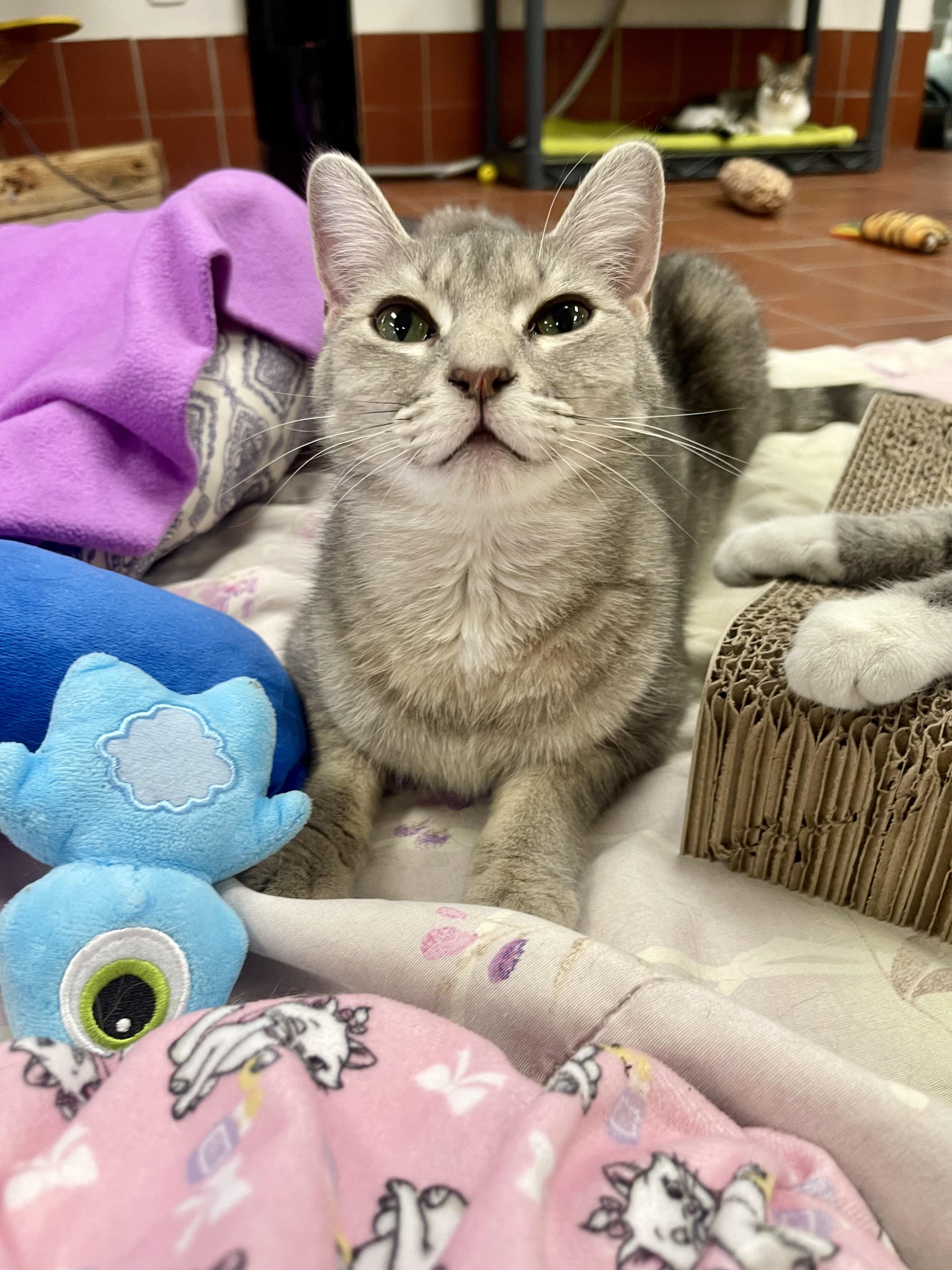 Enlarge Anya, a Adoptable Domestic Short Hair in Battle Creek, MI image 2/5